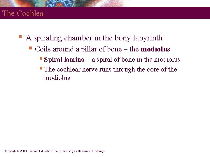 The Cochlea § A spiraling chamber in the bony labyrinth § Coils around a