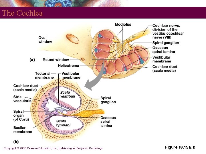 The Cochlea Copyright © 2008 Pearson Education, Inc. , publishing as Benjamin Cummings Figure