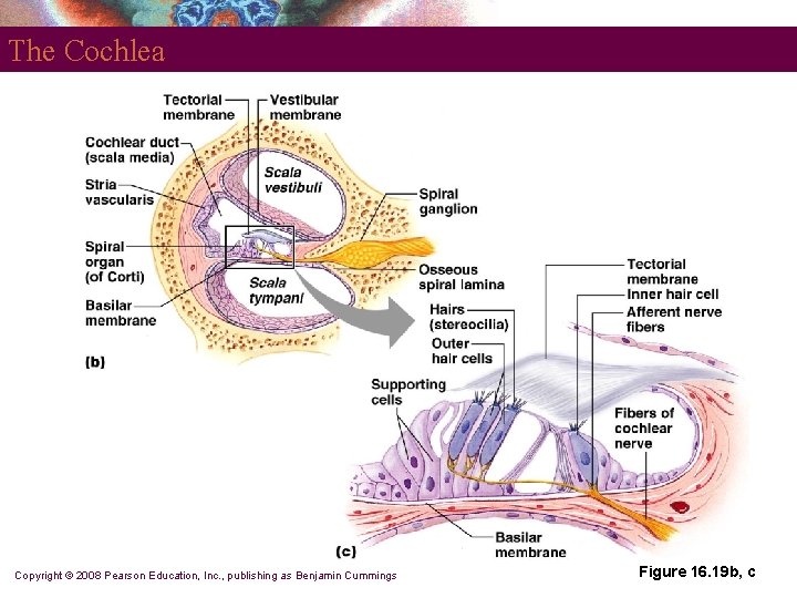 The Cochlea Copyright © 2008 Pearson Education, Inc. , publishing as Benjamin Cummings Figure