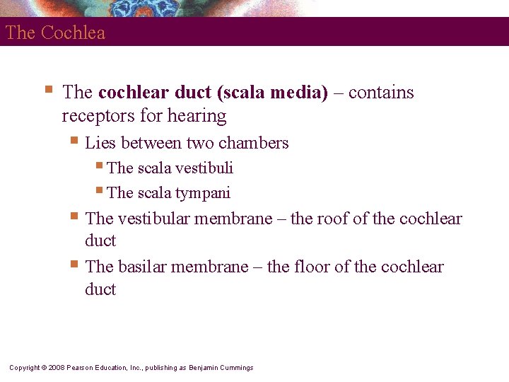 The Cochlea § The cochlear duct (scala media) – contains receptors for hearing §