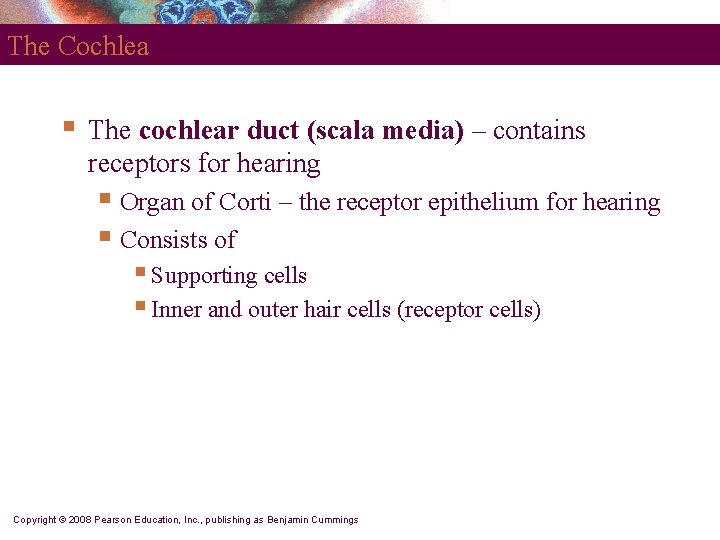 The Cochlea § The cochlear duct (scala media) – contains receptors for hearing §