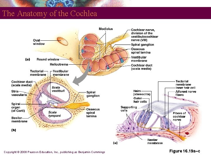 The Anatomy of the Cochlea Copyright © 2008 Pearson Education, Inc. , publishing as