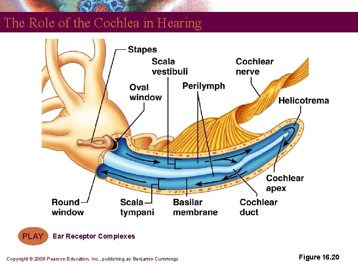 The Role of the Cochlea in Hearing PLAY Ear Receptor Complexes Copyright © 2008