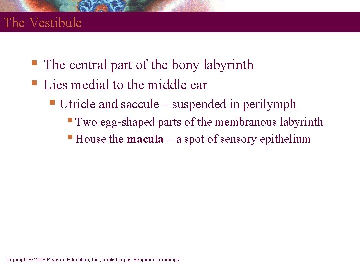 The Vestibule § § The central part of the bony labyrinth Lies medial to
