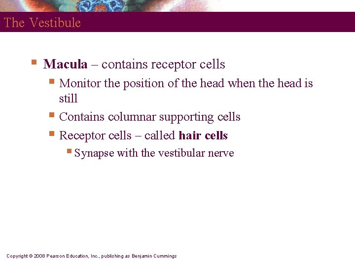 The Vestibule § Macula – contains receptor cells § Monitor the position of the