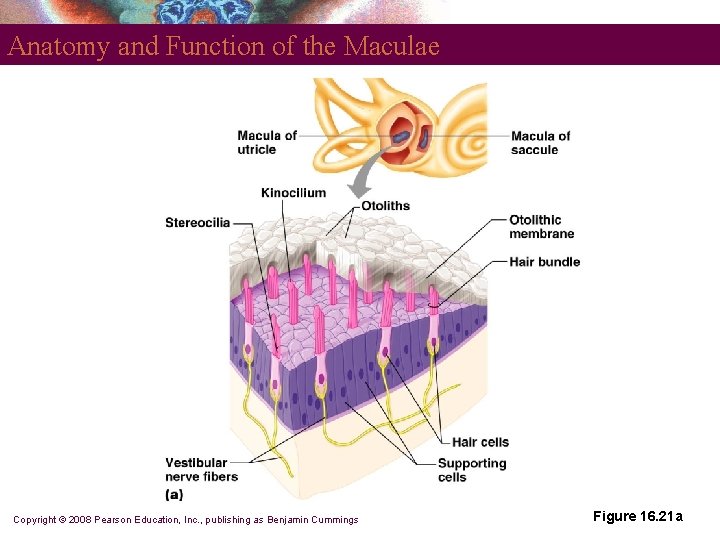 Anatomy and Function of the Maculae Copyright © 2008 Pearson Education, Inc. , publishing