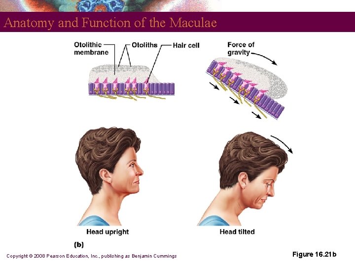 Anatomy and Function of the Maculae Copyright © 2008 Pearson Education, Inc. , publishing