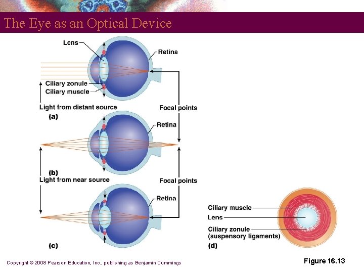 The Eye as an Optical Device Copyright © 2008 Pearson Education, Inc. , publishing