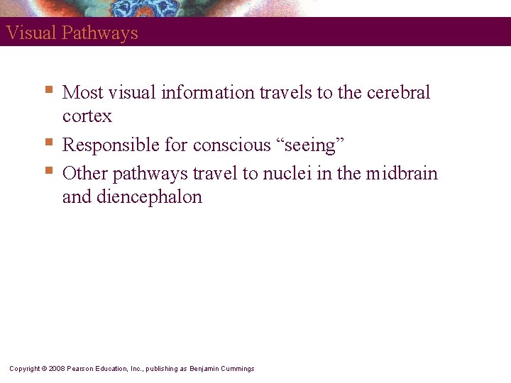 Visual Pathways § § § Most visual information travels to the cerebral cortex Responsible