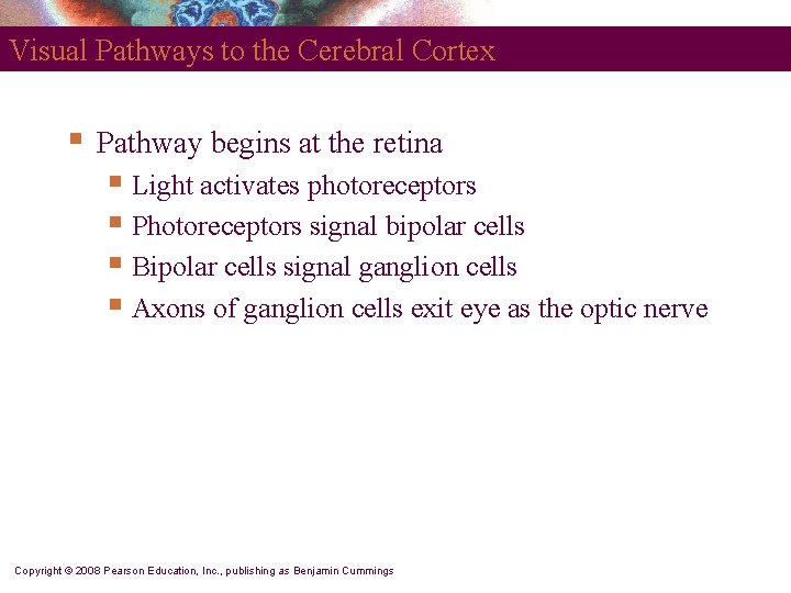 Visual Pathways to the Cerebral Cortex § Pathway begins at the retina § Light