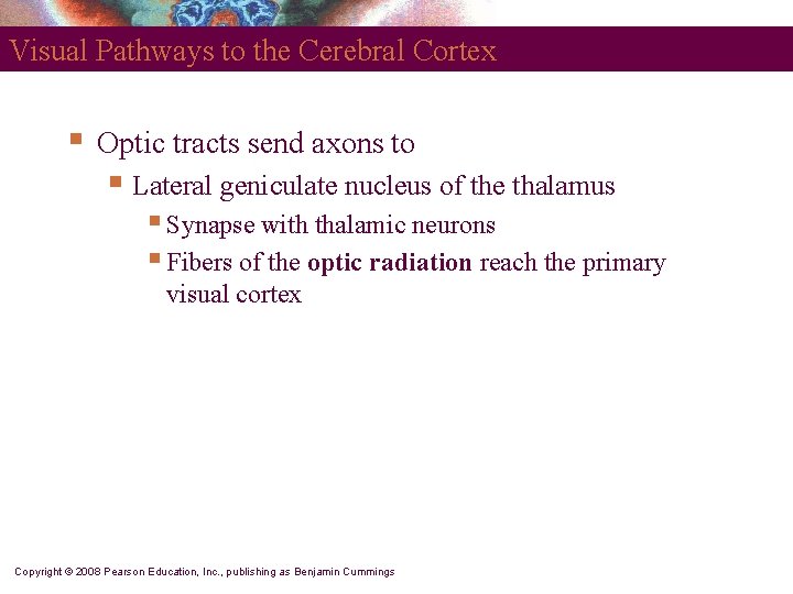 Visual Pathways to the Cerebral Cortex § Optic tracts send axons to § Lateral