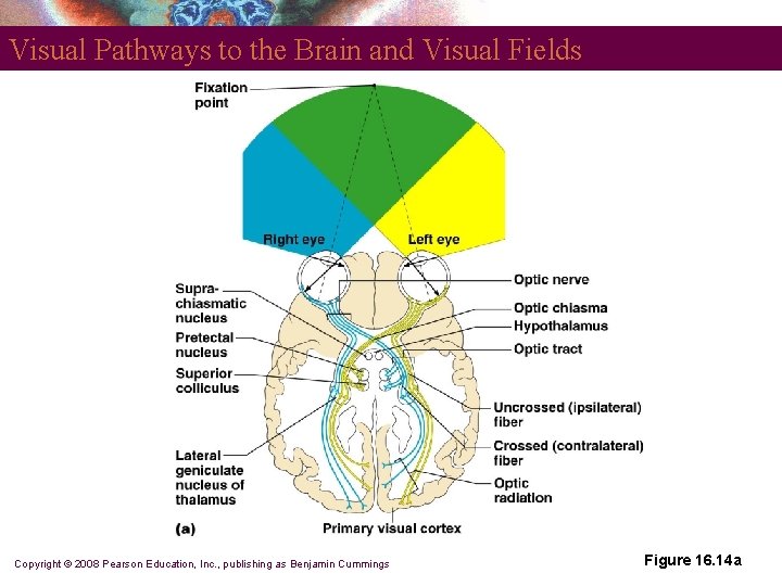 Visual Pathways to the Brain and Visual Fields Copyright © 2008 Pearson Education, Inc.