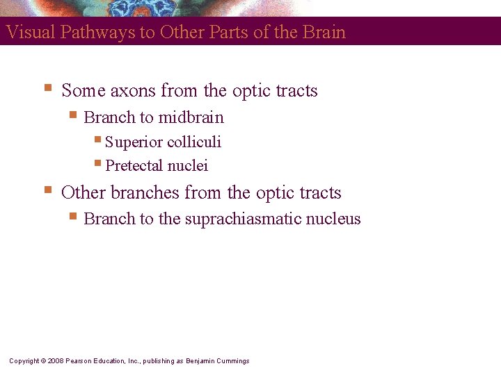 Visual Pathways to Other Parts of the Brain § Some axons from the optic