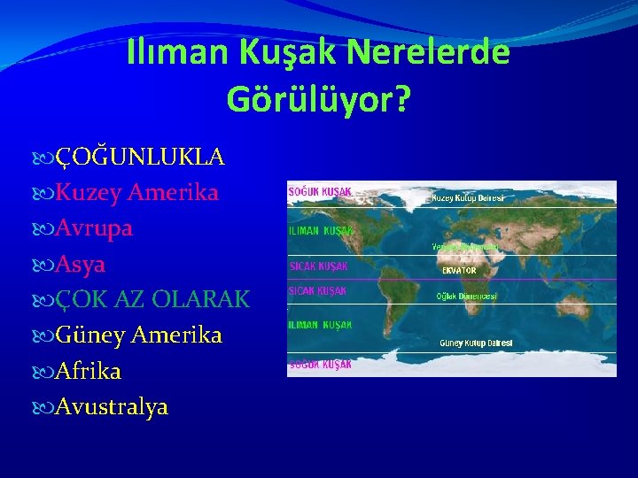 Ilıman Kuşak Nerelerde Görülüyor? ÇOĞUNLUKLA Kuzey Amerika Avrupa Asya ÇOK AZ OLARAK Güney Amerika