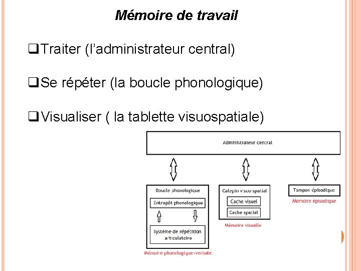 Mémoire de travail q. Traiter (l’administrateur central) q. Se répéter (la boucle phonologique) q.