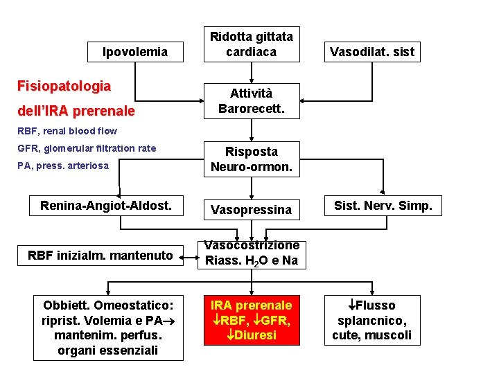 Ipovolemia Fisiopatologia dell’IRA prerenale Ridotta gittata cardiaca Vasodilat. sist Attività Barorecett. RBF, renal blood Ipovolemia Fisiopatologia dell’IRA prerenale Ridotta gittata cardiaca Vasodilat. sist Attività Barorecett. RBF, renal blood