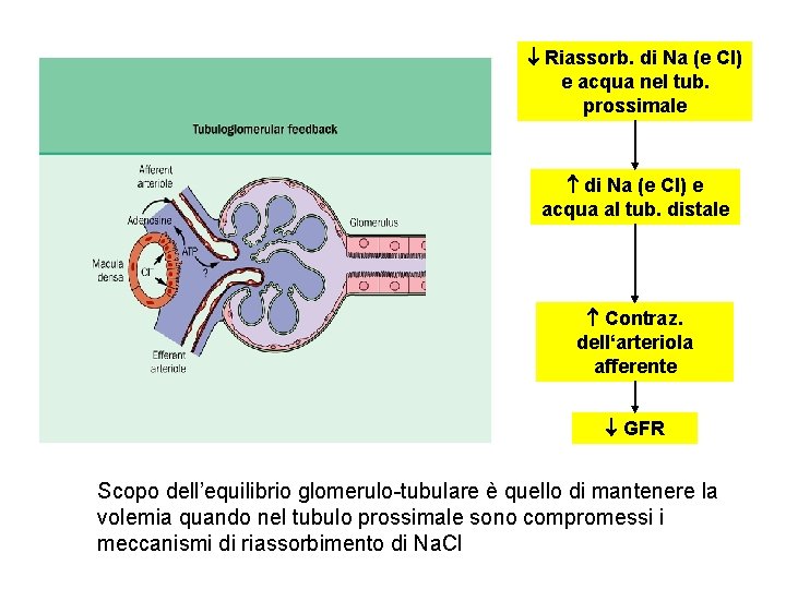 Riassorb. di Na (e Cl) e acqua nel tub. prossimale di Na (e Riassorb. di Na (e Cl) e acqua nel tub. prossimale di Na (e