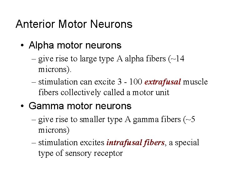 Anterior Motor Neurons • Alpha motor neurons – give rise to large type A