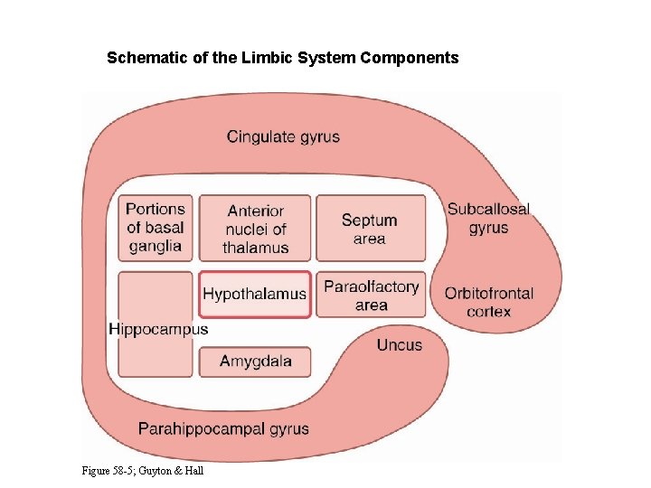 Schematic of the Limbic System Components Figure 58 -5; Guyton & Hall 