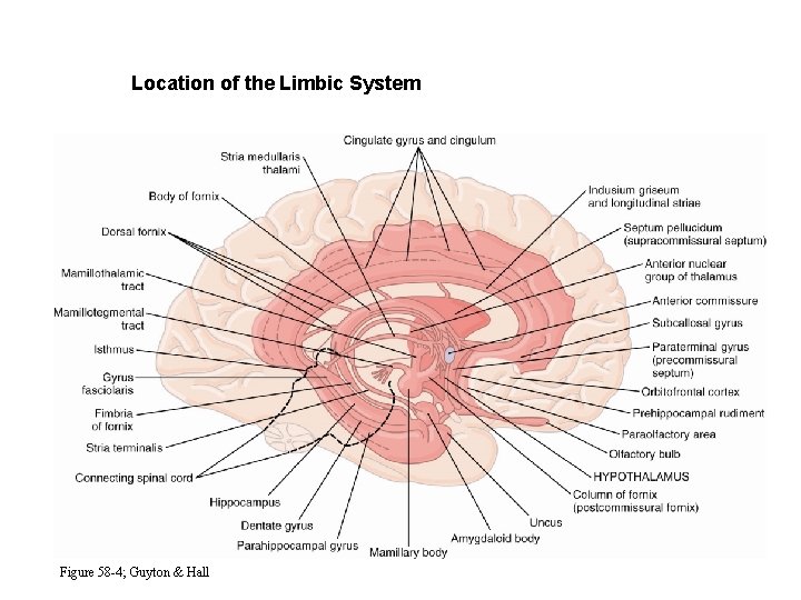 Location of the Limbic System Figure 58 -4; Guyton & Hall 