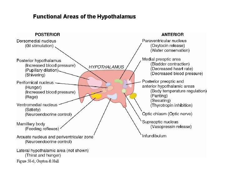 Functional Areas of the Hypothalamus Figure 58 -6; Guyton & Hall 