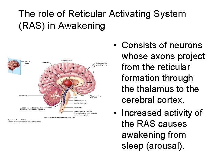 The role of Reticular Activating System (RAS) in Awakening • Consists of neurons whose