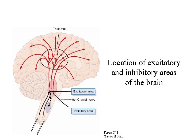 Location of excitatory and inhibitory areas of the brain Figure 58 -1; Guyton &