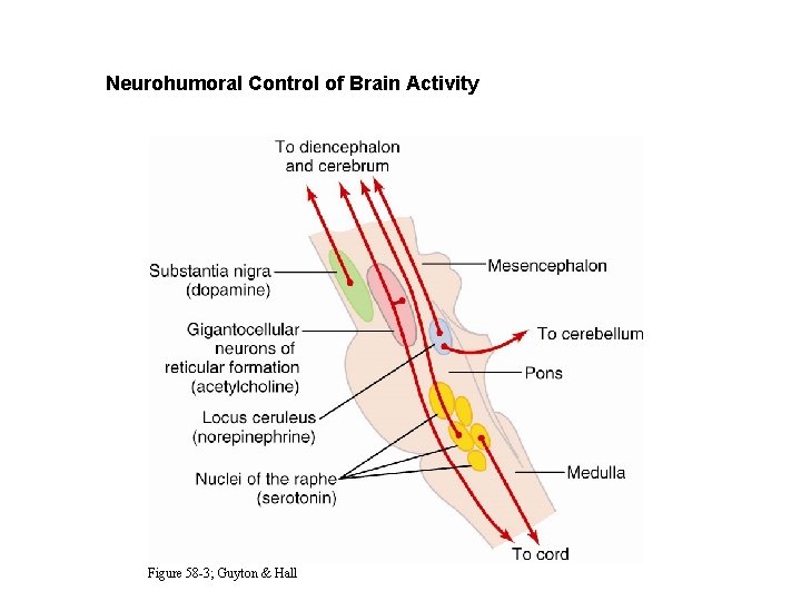 Neurohumoral Control of Brain Activity Figure 58 -3; Guyton & Hall 