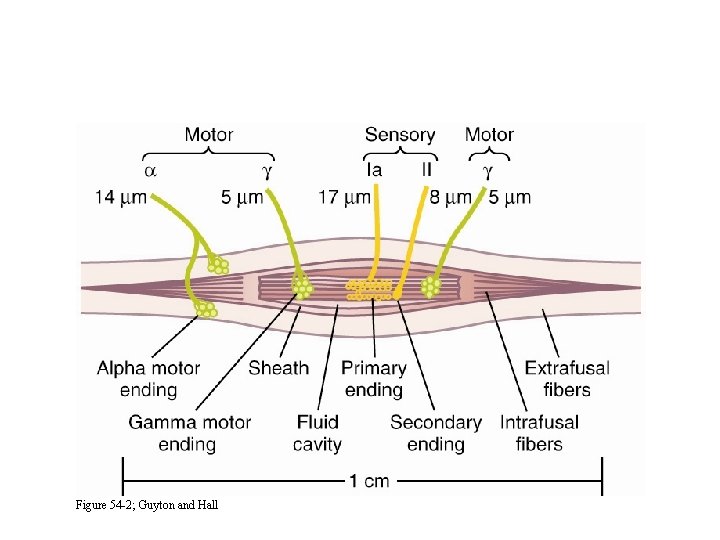 The Muscle Spindle Figure 54 -2; Guyton and Hall 