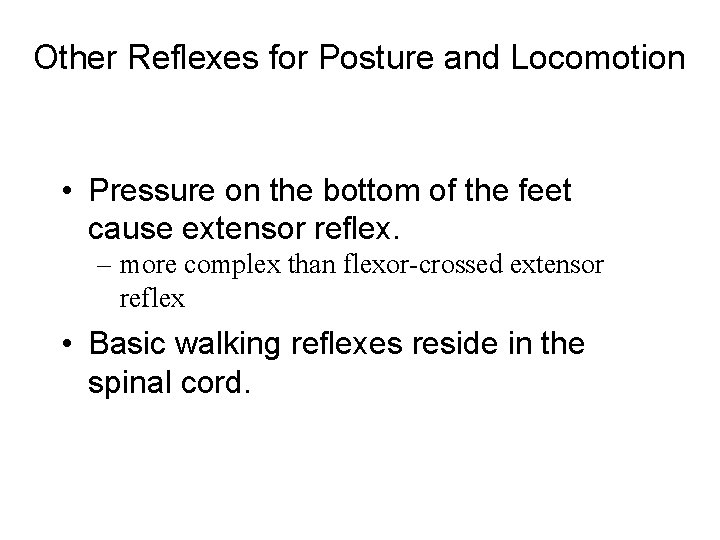 Other Reflexes for Posture and Locomotion • Pressure on the bottom of the feet