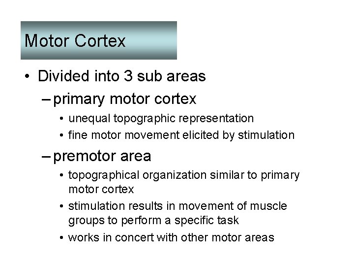 Motor Cortex • Divided into 3 sub areas – primary motor cortex • unequal
