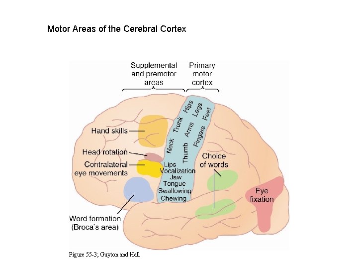 Motor Areas of the Cerebral Cortex Figure 55 -3; Guyton and Hall 