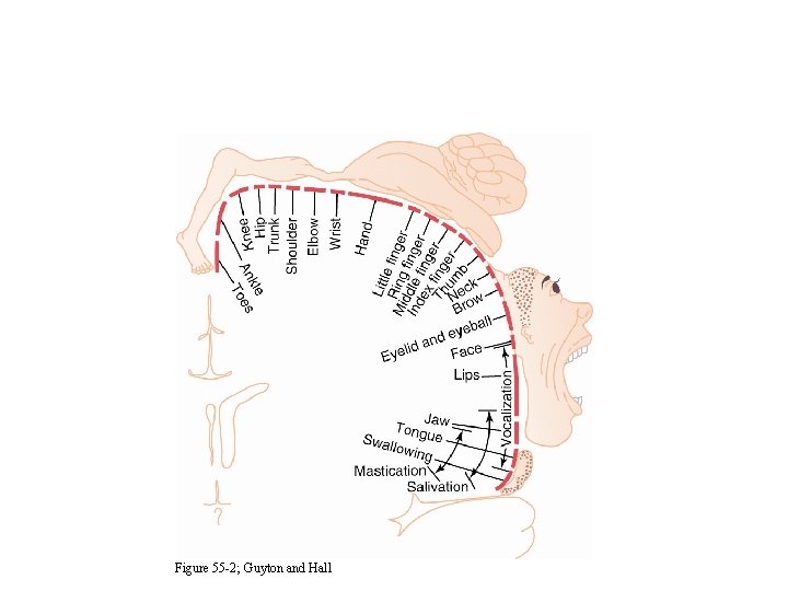 Figure 55 -2; Guyton and Hall 
