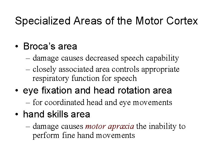 Specialized Areas of the Motor Cortex • Broca’s area – damage causes decreased speech