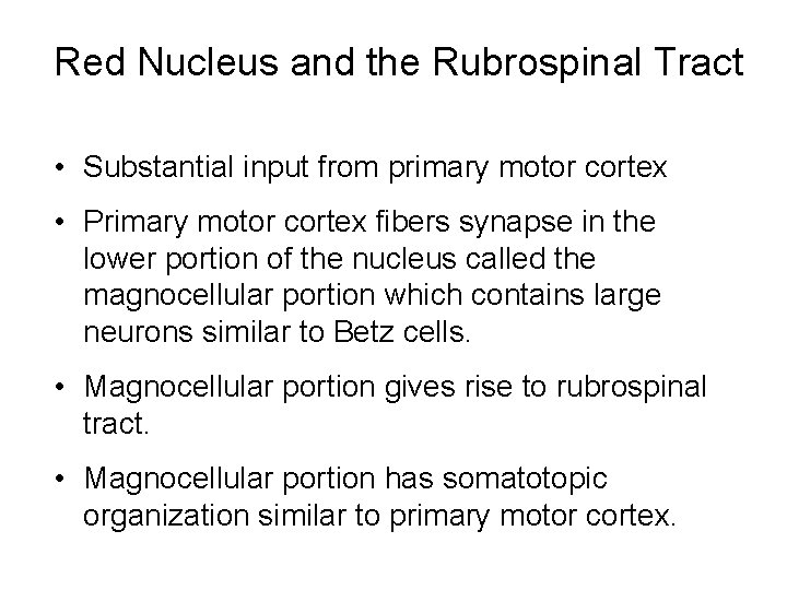 Red Nucleus and the Rubrospinal Tract • Substantial input from primary motor cortex •