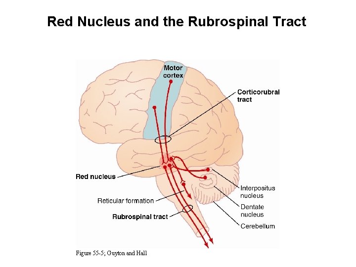 Red Nucleus and the Rubrospinal Tract Figure 55 -5; Guyton and Hall 