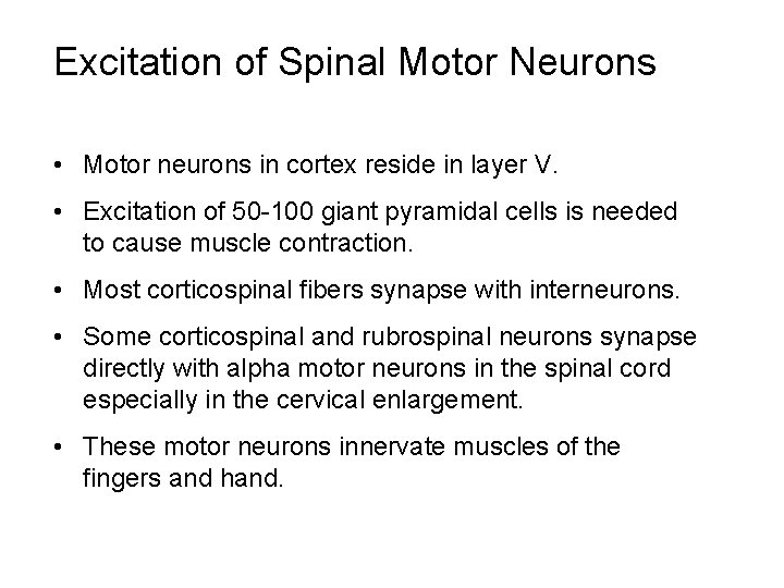 Excitation of Spinal Motor Neurons • Motor neurons in cortex reside in layer V.