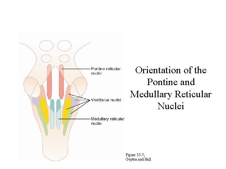 Orientation of the Pontine and Medullary Reticular Nuclei Figure 55 -7; Guyton and Hall