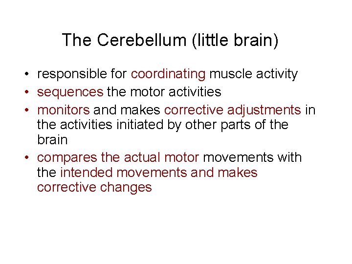 The Cerebellum (little brain) • responsible for coordinating muscle activity • sequences the motor