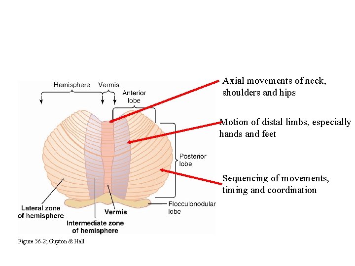 Axial movements of neck, shoulders and hips Motion of distal limbs, especially hands and