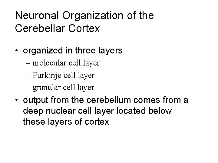 Neuronal Organization of the Cerebellar Cortex • organized in three layers – molecular cell