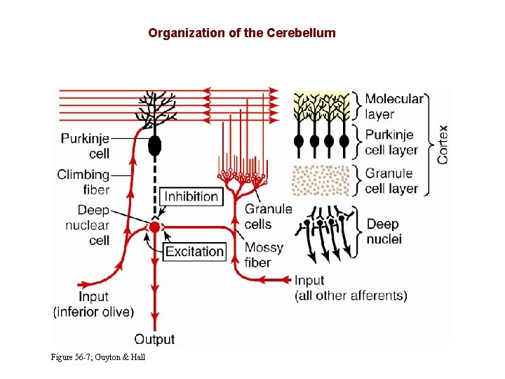 Organization of the Cerebellum Figure 56 -7; Guyton & Hall 