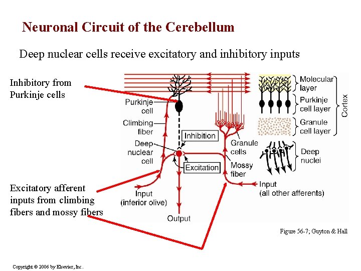 Neuronal Circuit of the Cerebellum Deep nuclear cells receive excitatory and inhibitory inputs Inhibitory