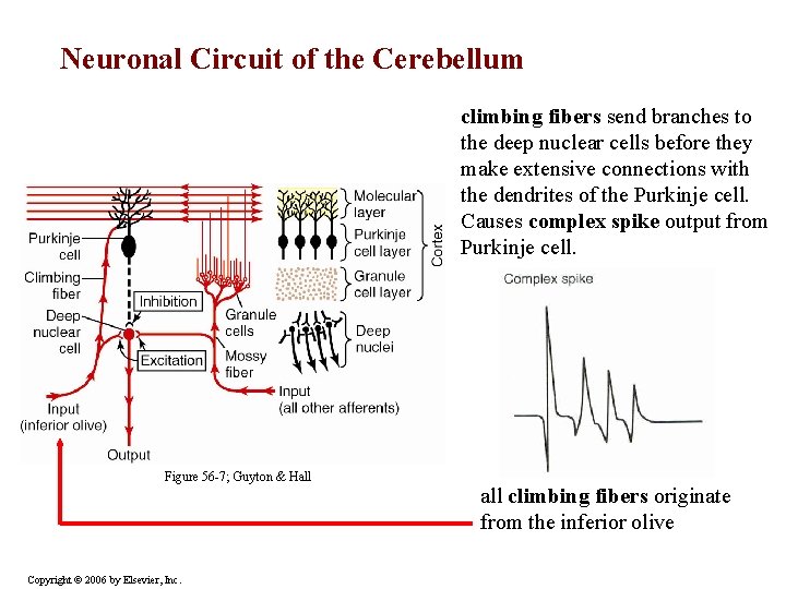 Neuronal Circuit of the Cerebellum climbing fibers send branches to the deep nuclear cells