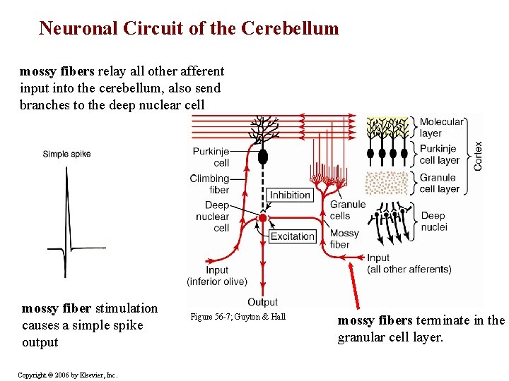 Neuronal Circuit of the Cerebellum mossy fibers relay all other afferent input into the