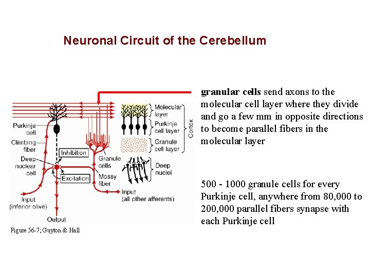 Neuronal Circuit of the Cerebellum granular cells send axons to the molecular cell layer