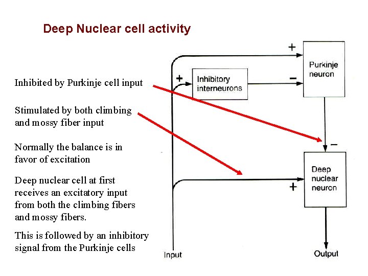 Deep Nuclear cell activity Inhibited by Purkinje cell input Stimulated by both climbing and
