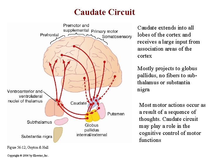 Caudate Circuit Caudate extends into all lobes of the cortex and receives a large