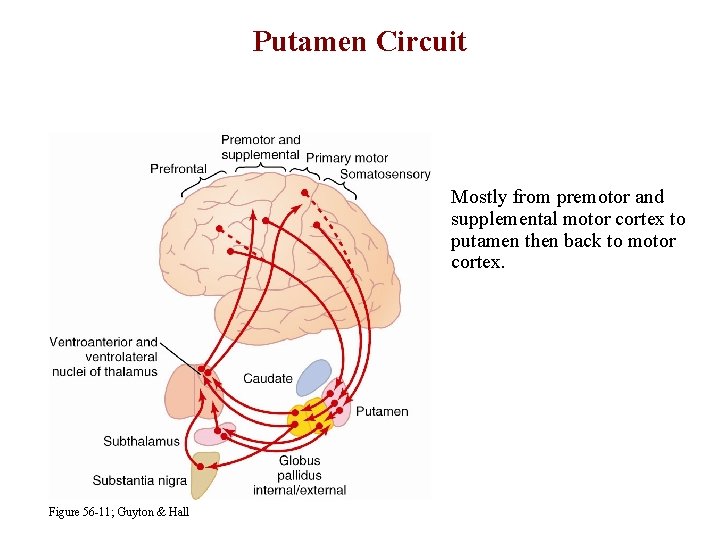 Putamen Circuit Mostly from premotor and supplemental motor cortex to putamen then back to