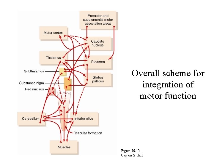 Overall scheme for integration of motor function Figure 56 -10; Guyton & Hall 